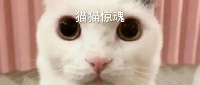 猫猫惊魂